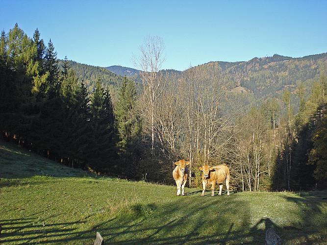 10 Auch die Rinder sind gerne in der Sonne